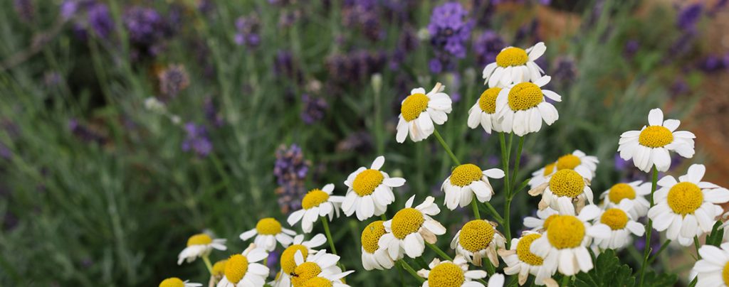 Plants for bees